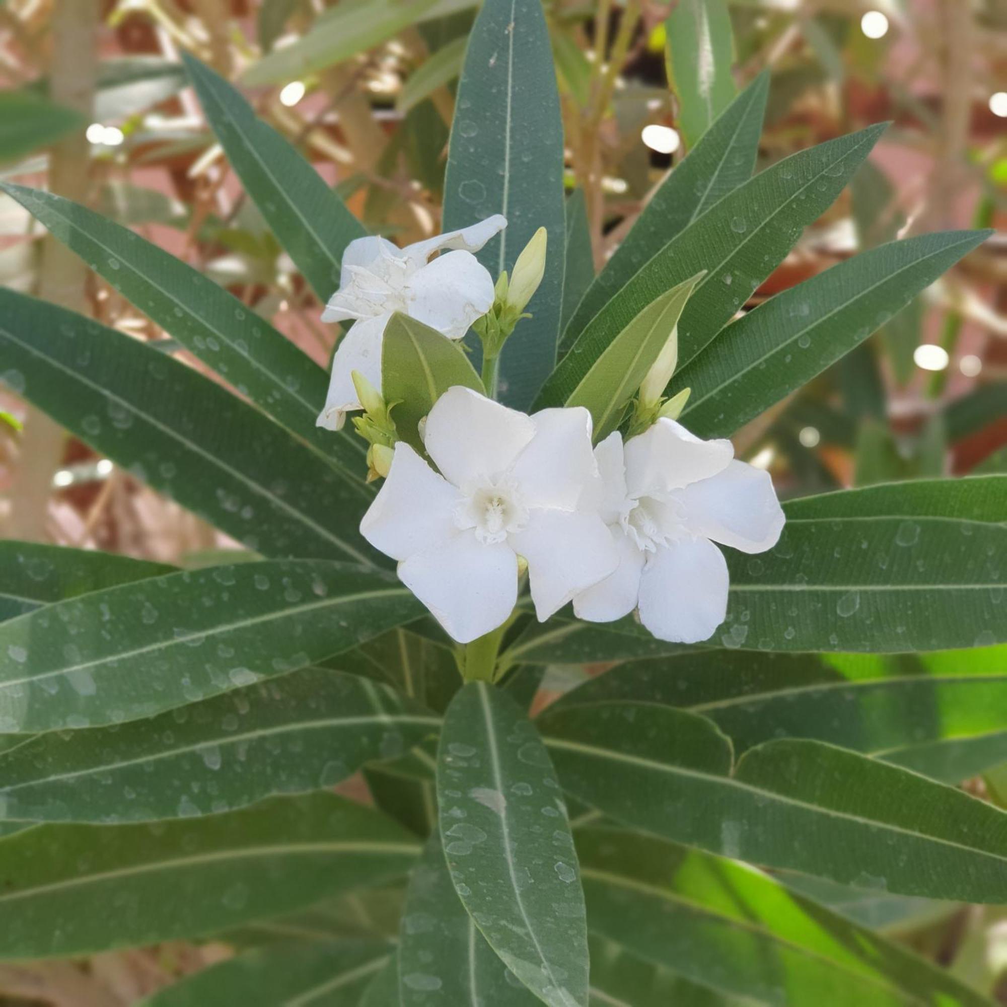 Refugio Don Natu Βίλα Σαν Πέδρο ντε Ατακάμα Εξωτερικό φωτογραφία
